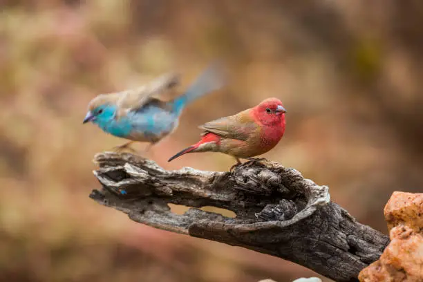 Blue-breasted Cordonbleu and Red billed Firefinch standing on a log in Kruger National park, South Africa ; Specie Uraeginthus angolensis and Lagonosticta senegala family of Estrildidae