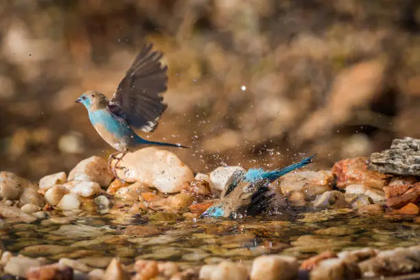 Two Blue-breasted Cordonbleu bathing at waterhole in Kruger National park, South Africa ; Specie Uraeginthus angolensis family of Estrildidae