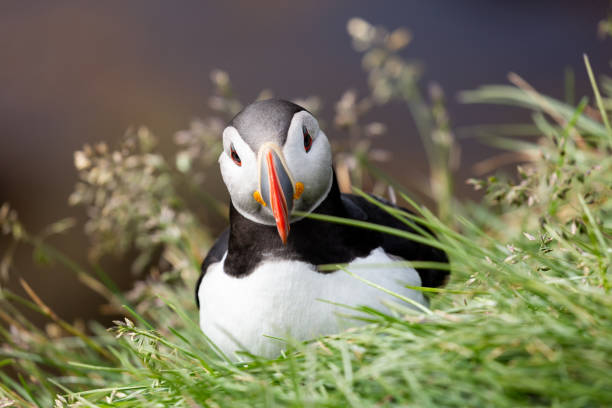 Puffin Atlantic puffin in Latrabjarg Iceland. puffins resting stock pictures, royalty-free photos & images