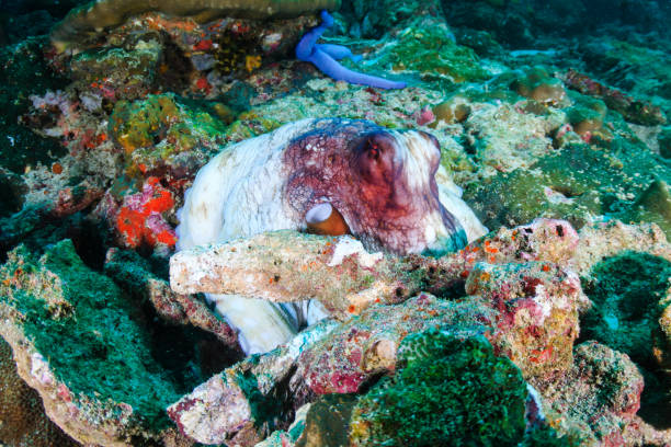 istock Common Octopus on a dark tropical coral reef 1286731674