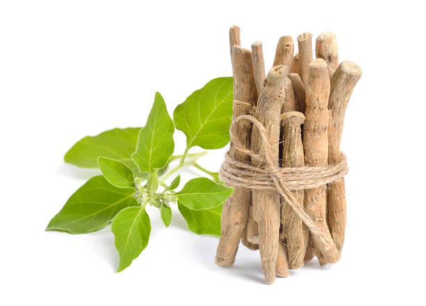 Root Withania somnifera, known commonly as ashwagandha, Indian ginseng, poison gooseberry or winter cherry. Root Withania somnifera, known commonly as ashwagandha, Indian ginseng, poison gooseberry or winter cherry nightshade family photos stock pictures, royalty-free photos & images