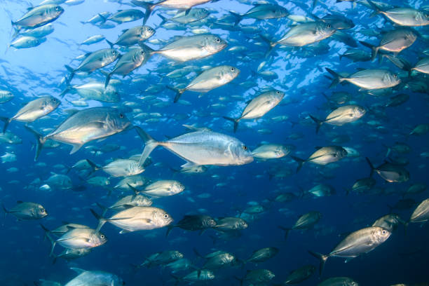 istock School of Jackfish in a blue ocean 1286732243
