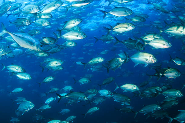 istock School of Jackfish in a blue ocean 1286732253