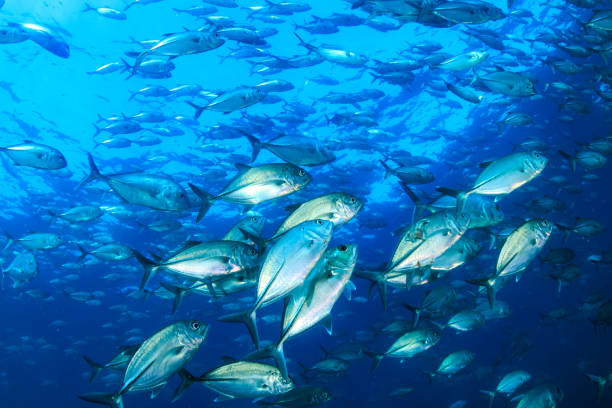 istock School of Jackfish in a blue ocean 1286732787