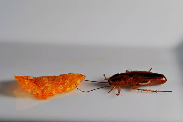 German Coockroach 690+ German Roaches Stock Photos, Pictures & Royalty-Free Images - iStock