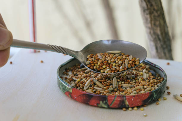 Adding grain to the bird feeder for wintering birds. Real life. Close-up.