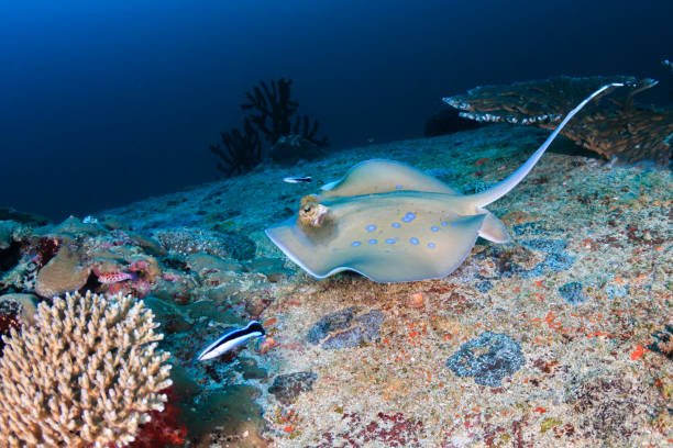 istock Kuhl's Stingray on a dark coral reef 1286734139