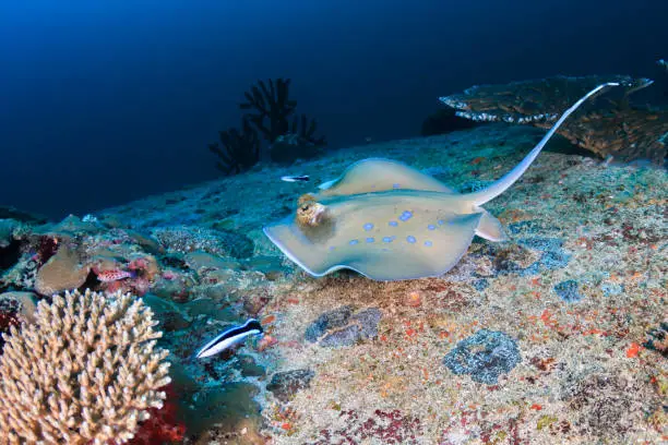Photo of Kuhl's Stingray on a dark coral reef