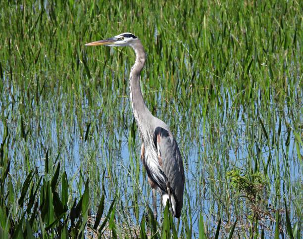 istock Great Blue Heron (Ardea herodias) in the Florida wetlands 1286734396
