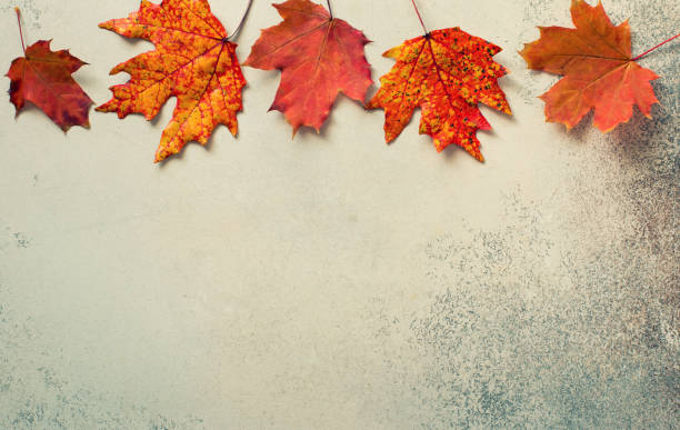 istock Autumn background with red maple leaves 1286734987