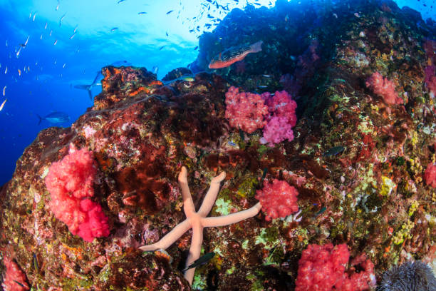 istock Starfish on a colorful coral reef 1286735379