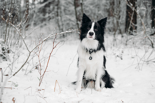 Black and white border collie dog in snowy winter forest