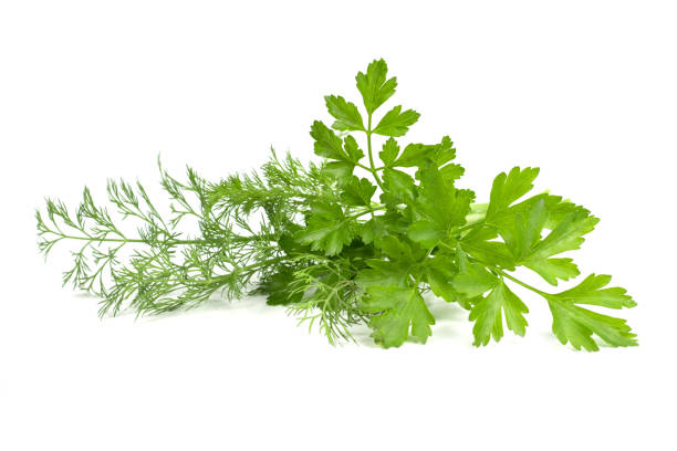 istock dill parsley to spices bunch isolated on white background 1286738006