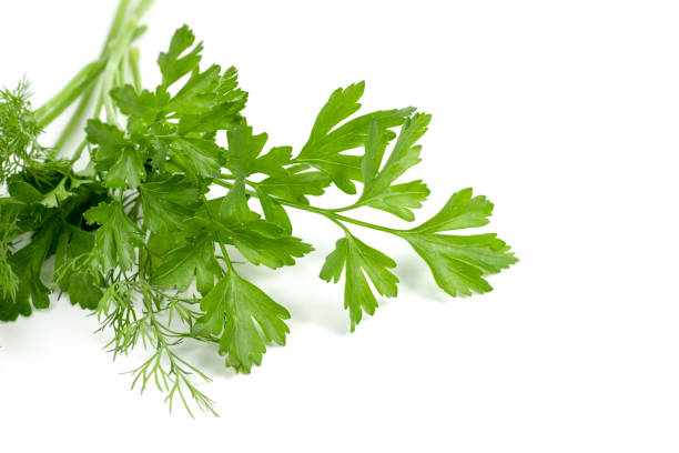 istock dill parsley to spices bunch isolated on white background 1286738013