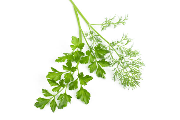 istock dill parsley to spices bunch isolated on white background 1286738314