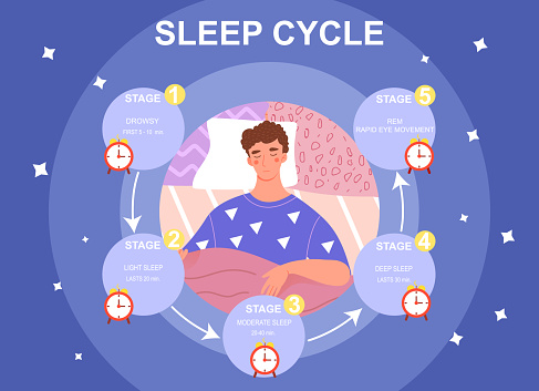 Sleep cycle infographics. Stage of sleep during the night. Phase of deep and moderate sleep, drowsy time. Flat cartoon vector illustration with fictional character