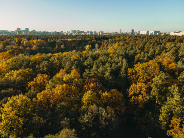 istock Fall. Autumn yellow park. Aerial view. 1286739884
