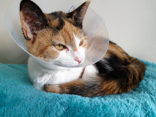 istock Poorly young cat wearing a plastic collar to protect surgery from her licking it . 1286740607