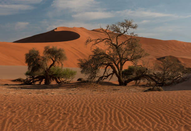 istock Living Trees in Namib Desert 1286741115