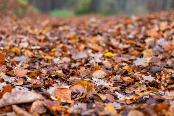 istock Walk through forrest on a rainy day in Autumn 1286742447