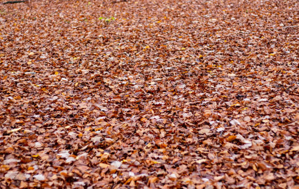 istock Walk through forrest on a rainy day in Autumn 1286742448