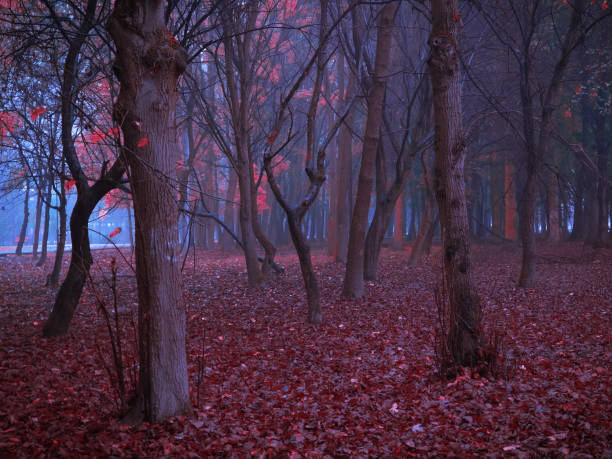 istock Foggy forest in pink tones at dawn. Mystical autumn forest. 1286742535