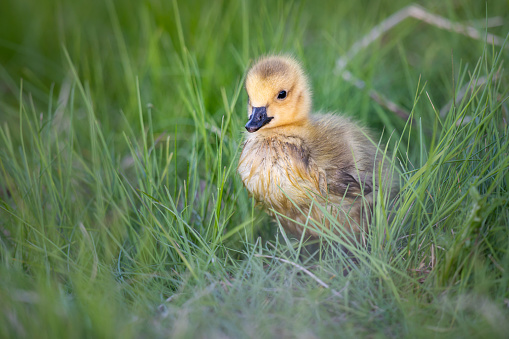 Canada geese and goslings in the spring