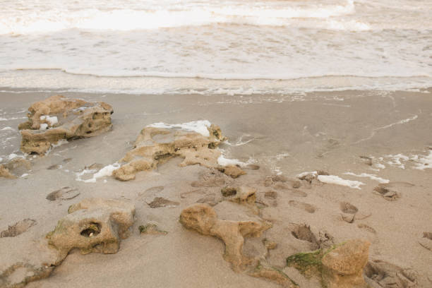 Sea Foam & Sandy Seashore at Sunset in Jupiter, Florida
