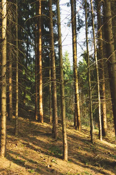 colourful coniferous forest in spring with sunshine