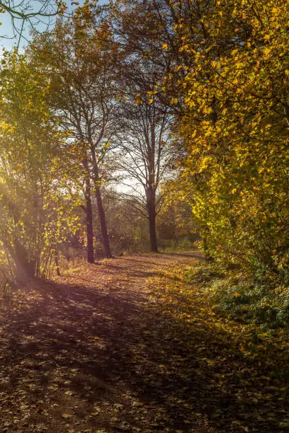 forest trail in autumn with beautiful sun beams
