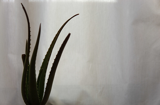 Healing aloe vera in front of white curtain