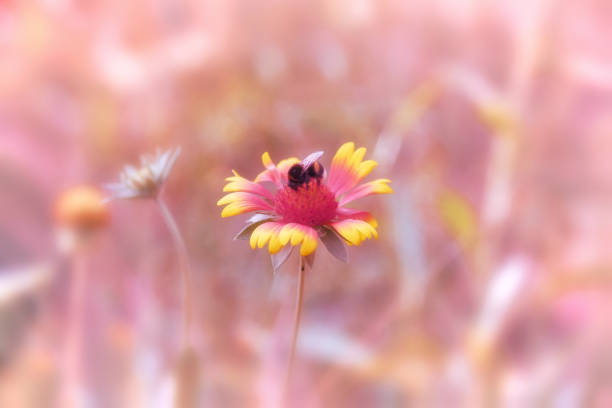 Bumblebee collects pollen on a flower.