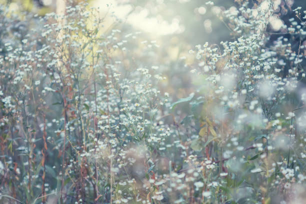 istock Meadow flowers, small white daisies. 1286746294