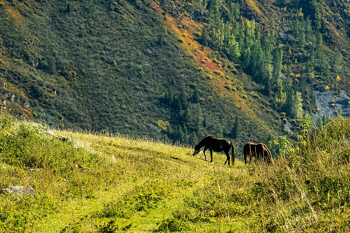 Horses graze in the meadows among the foothills of the Altai mountains
