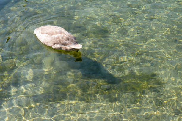 White / gray young swan swimming and diving looking for food in a shallow clean river