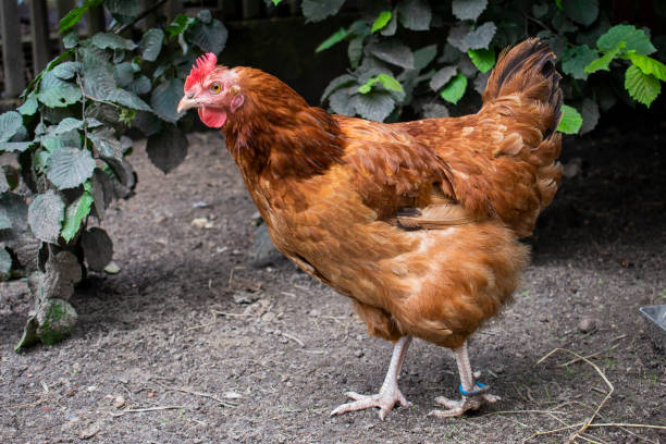 istock One chicken walking in the chicken coop yard 1286748420