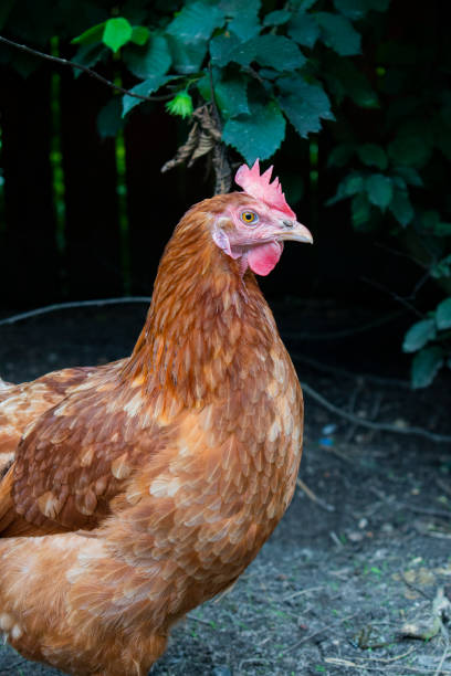 istock One chicken walking in the chicken coop yard 1286748494