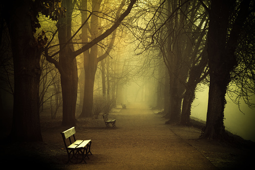 Mysterious Foggy Park