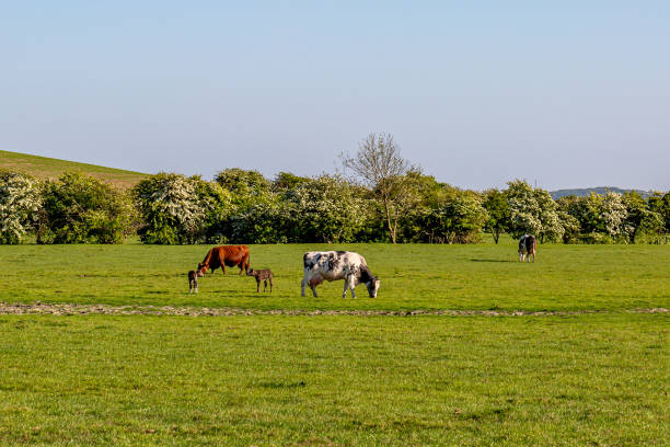 istock Cows and Calves Grazing in Springtime 1286748531