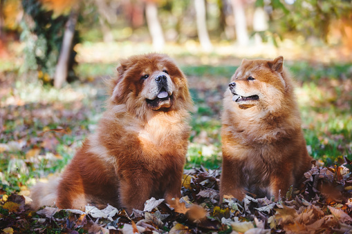 Beautiful Chow Chow  male and female dog sitting among autumn leaves  on sunny day, selective focus