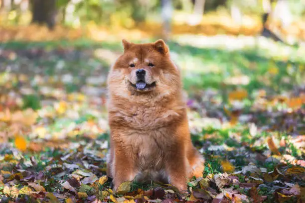 Portrait of beautiful Chow Chow female dog with tongue out sitting in the autumn forest among colorful leaves.  Selective focus, copy space