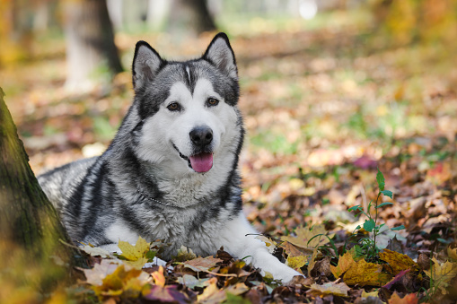 Portrait of Alaskan malamute dog lying on lawn with golden maple leaves and looking at camera. Selective focus, copy space