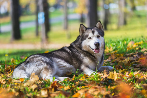 istock Alaskan malamute dog is lying in comfortable autumn grass and leaves 1286748877