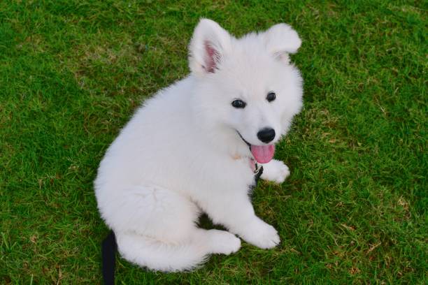 istock Puppy at the park 1286749500