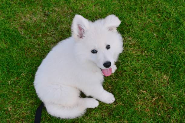 istock Puppy at the park 1286749517