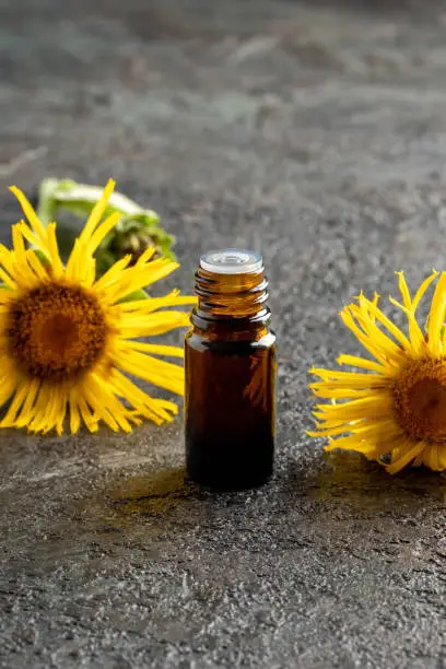 A dark bottle of essential oil with blooming elecampane, or Inula helenium plant