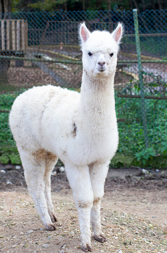 White Alpaca Stock Photo - Download Image Now - Cut Out, Llama - Animal,  Agriculture - iStock