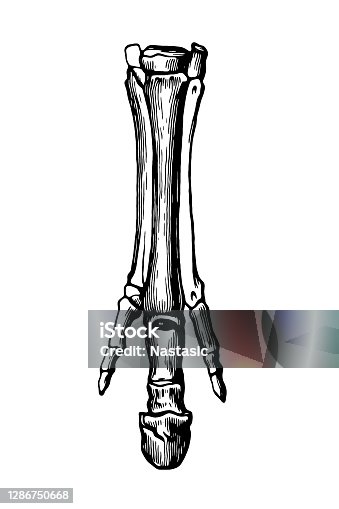 istock Hind feet of Anchitherium 1286750668