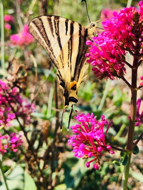 istock flowers and butterfly 1286750756