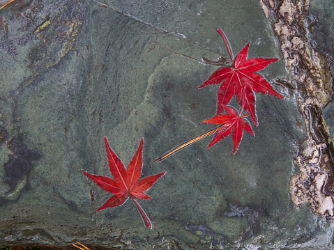 Kyoto,Japan-November 20,2020: Wet autumn leaves on a stone in the rain